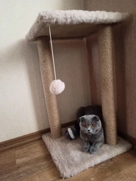 Когтеточка для кота дряпка Мур-Мяу Гламур 37х37х64 см для кошек в сизалевой веревке Светло Бежевый