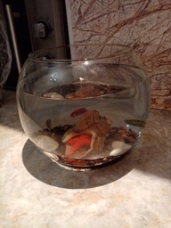 Круглий акваріум 2,3 л, куля (0161)