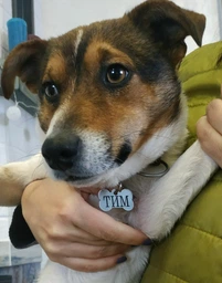 Адресник для Собак BronzeDog из Нержавеющей Стали Косточка Cеребристый 32*20 мм (90021) фото от покупателей 10
