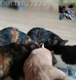 Упаковка вологого корму для кошенят Purina Pro Plan Kitten Healthy Start шматочки в соусі з індичкою 26 шт по 85 г (7613287107503) фото від покупців 17
