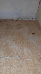 Спрей для чищення ванн San Clean для видалення цвілі та бруду 750 г (4820003542514) фото від покупців 8