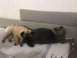 Кормова добавка Purina Pro plan Veterinary Diets FortiFlora з пробіотиком для собак для підтримки балансу мікрофлори та здоров`я кишечника 1 г, 30 шт фото від покупців 15