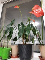 Горщик для квітів Prosperplast RATOLLA Н-12.7 см круглий з підставкою білий (70762-449) фото від покупців 1
