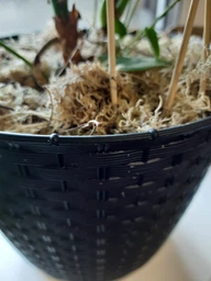Горщик для квітів Prosperplast RATOLLA Н-12.7 см круглий з підставкою білий (70762-449) фото від покупців 3