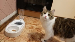 Миска для кошек и собак со встроенной поилкой ELS Pet 500 мл Белый (00858) фото от покупателей 14