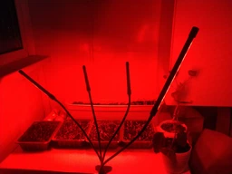 Светодиодная Фитолампа GrowLight для Выращивания Комнатных на 4 ветки Растение Full Spectrum (OJ146IU) фото от покупателей 1