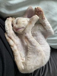 Сухий корм для котів Orijen Original Cat 5.4 кг фото від покупців 2