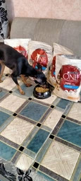 Сухий корм Purina One Mini/Small Junior для цуценят дрібних порід з куркою і рисом 800г.(7613035027022) фото від покупців 7