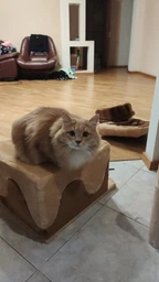Будиночок дряпка для кота дряпка для кішки Мур-Мяу Лапка 52х75х120 см у джутовій мотузці Світло-Бежевий Темно-коричневий фото від покупців 19