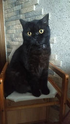 Сухой корм Purina Friskies для взрослых котов с курицей и овощами 10 кг фото от покупателей 11