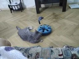 Іграшка для котів Trixie Трек ігровий з мишкою «Crazy Circle» d:24 см, h:29 см фото від покупців 1