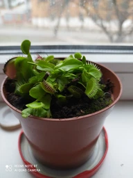 Росток венериной мухоловки. Дионея Floret фото от покупателей 13