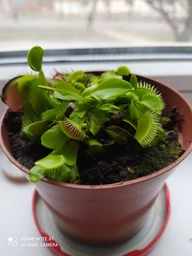Росток венериной мухоловки. Дионея Floret фото от покупателей 14