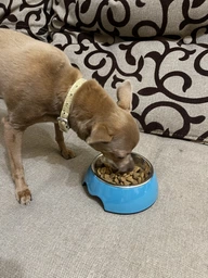 Сухий корм для собак малих порід Purina One Mini 1,5 кг (яловичина та рис) фото от покупателей 19