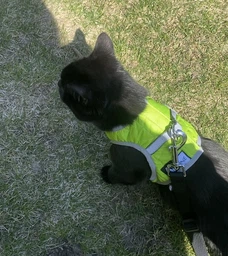 Шлея Collar м'яка AiryVest ONE XS3 32-35 см Рожевий (29397)
