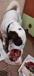 Сухий корм для собак малих порід Purina One Mini 1,5 кг (яловичина та рис) фото от покупателей 16
