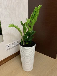 Заміокулькас (Zamioculcas, Доларове дерево), висота 30 - 40см, 12" горщик (RG145) фото від покупців 17