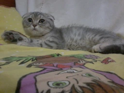 Вологий корм для кошенят Purina One Junio з лососем в гриль соусі 24 х 85 г 24х85г(7613038224466) фото від покупців 9
