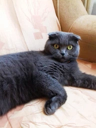Вологий корм Purina One Indoor Formula для котів, тунець і зелена квасоля в соусі 85г.(7613038255903) фото від покупців 15