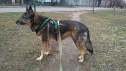 Шлея Trixie Premium туристическая M-L 50-80 см 25 мм Фуксия (4053032020788) фото от покупателей 3