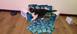 Вологий корм Purina One Indoor Formula для котів, тунець і зелена квасоля в соусі 85г.(7613038255903) фото від покупців 9