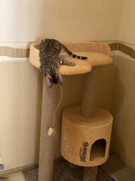 Кошачья когтеточка лазалка в домик с лежанкой для кошек кото 90х60х40см молочно бордовая фото от покупателей 13