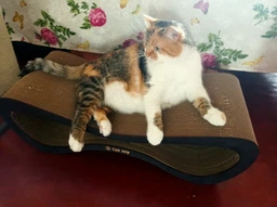 Кігтеточка з картону посиленого з дерев'яним фасадом Cat Joy Loft Brown 70x22x29 см (870500002) фото від покупців 4