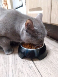 Сухой корм Purina Pro Plan Adult 1+ Delicate Digestion для кошек с чувствительным пищеварением с ягненком 3 кг фото от покупателей 17