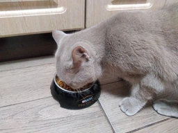 Сухой корм Purina Pro Plan Adult 1+ Delicate Digestion для кошек с чувствительным пищеварением с ягненком 3 кг фото от покупателей 19