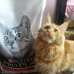 Сухой корм Purina Pro Plan Adult 1+ Delicate Digestion для кошек с чувствительным пищеварением с ягненком 3 кг фото от покупателей 12