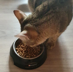 Сухий корм для котят Pro Plan Original Kitten Chicken 1,5 кг (курка)