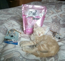 Сухий корм Purina One Junior для кошенят з куркою 450 г. (8445290071972) фото від покупців 18