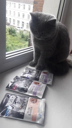 Упаковка вологого корму для кошенят Purina Pro Plan Kitten Healthy Start шматочки в соусі з індичкою 26 шт по 85 г (7613287107503) фото від покупців 16