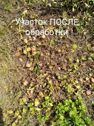 Ураган форте 100 мл гербицид фото от покупателей 8