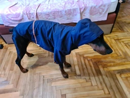 Куртка-дощовик для собак Noble Pet Moss Yellow M-Short (M4108/M-Short) фото от покупателей 1