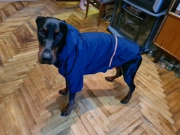 Куртка-дощовик для собак Noble Pet Moss Yellow M-Short (M4108/M-Short)