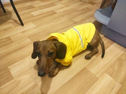 Куртка-дощовик для собак Noble Pet Moss Yellow M-Short (M4108/M-Short)