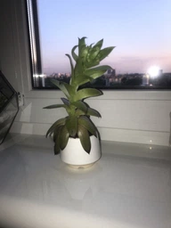 Керамический горшок для суккулентов Mini Plant маленького размера 6,3х6,4см Трапеция Бирюзовый