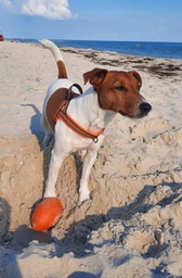 Іграшка для собак Pitch Dog м'яч для апортування 9 см (62414)A фото від покупців 6