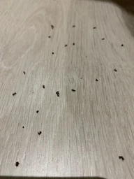 Засіб від Мурах Terro Ant Killer Killer ll T200. Тюбик 60мл. Терро від мурах. Знищує колонію фото від покупців 15