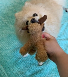 Лось плюшевий з пискавкою Trixie 35751 15 см (4011905357515)