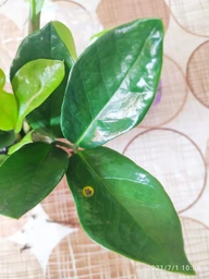 Заміокулькас (Zamioculcas, Доларове дерево), висота 30 - 40см, 12" горщик (RG145) фото від покупців 14