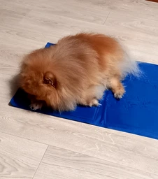 Коврик для собак и кошек Trixie охлаждающий 65х50 см Голубой (4011905286846) фото от покупателей 1