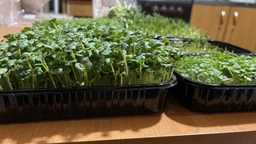 Набір для вирощування мікрозелені Panda microgreen на 7 врожаїв (7 видів культур) фото от покупателей 9