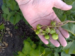 Картофель семенной Санибель Europlant 1 репродукция 5 кг (850242626) фото от покупателей 1