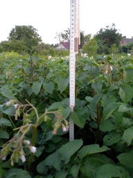 Картофель семенной Санибель Europlant 1 репродукция 5 кг (850242626) фото от покупателей 2