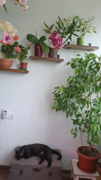 DVK Полка Настенная Лофт 55х15х3.6см Rustic Сосна покрыта маслами цвет Черный 1шт. фото от покупателей 6