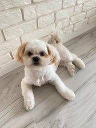 Сухий корм PRO PLAN Small & Mini Puppy Healthy Start для цуценят дрібних порід з куркою 3 кг фото от покупателей 1