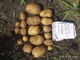 Семенной картофель Актриса 1 кг ранний 1 репродукция AgroPlant