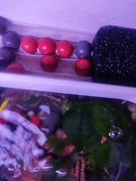 Аквариум Xiaomi Geometry Fish Tank Aquaponics Ecosystem 10 л White HF-JHYG001 (2001000011650) фото от покупателей 9